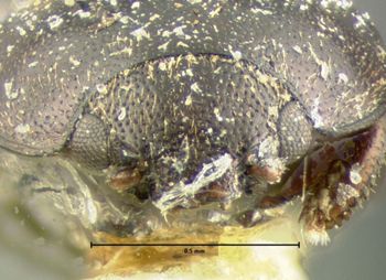 Media type: image;   Entomology 6978 Aspect: head frontal view